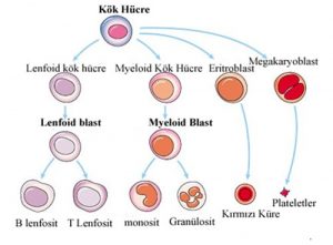 Kan Hücreleri Nerede Ve Nasıl Üretilir? Kan Hücrelerinin Oluşum Aşamaları