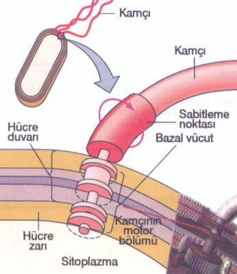 Bakteri Kamcisi Nedir