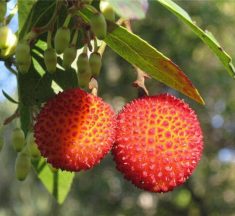 Kocayemiş Nedir? Kocayemiş Bitkisi ve Meyvesi: Doğanın Gizli Mucizesi Hakkında Bilgiler