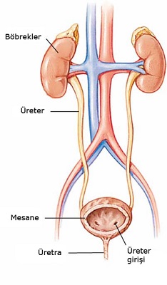 İdrar boşaltım kanalı nedir?