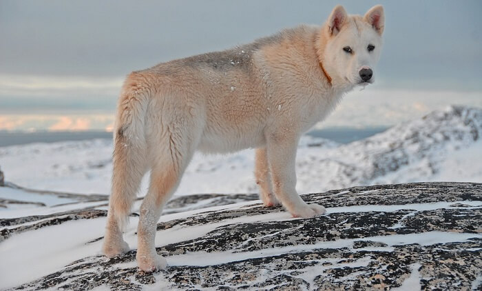 Grönland Köpeği (Husky)