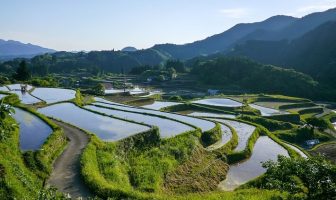 Japonya Pirinç terasları