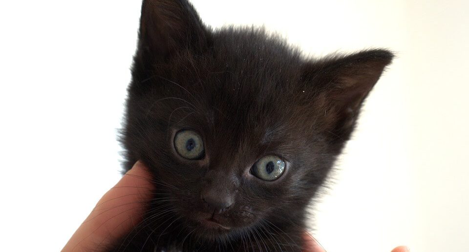 Rüyada Kara Kedi Görmek Ne Anlama Gelir? Kara Kedi Sevmek Yavrusu