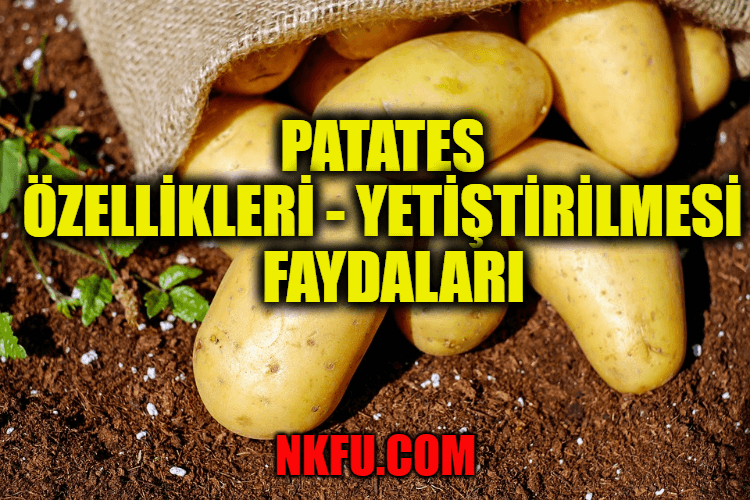 Patates Nedir? Patates Özellikleri - Yetiştirilmesi - Faydaları