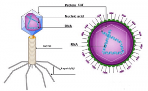 Virüslerin Yapısı ve Özellikleri, Yaşam Şekilleri, Büyüklükleri Nasıldır?