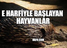 E İle Hayvan, E Harfiyle Başlayan Hayvanlar İsimleri Listesi Özellikleri