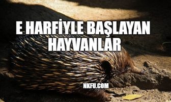 e harfiyle hayvanlar