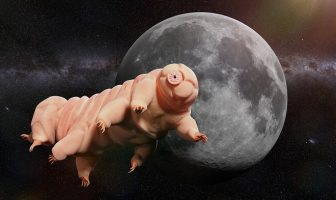 tardigrad uzay
