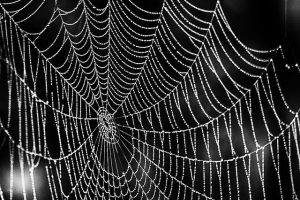 Örümcek Ağını Nasıl Örer? Örümcek Ağının Özellikleri ve Faydaları Nelerdir?