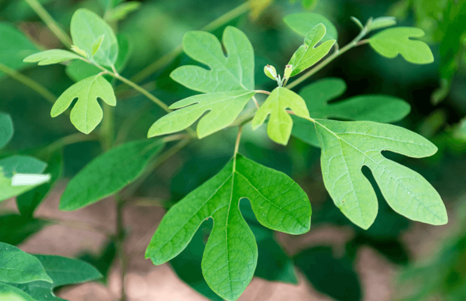 sassafras